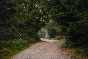 Quiet Woodland Walk, Serene Trail Through Shaded Trees, Hidden Forest Corridor Beneath Towering Pine Branches