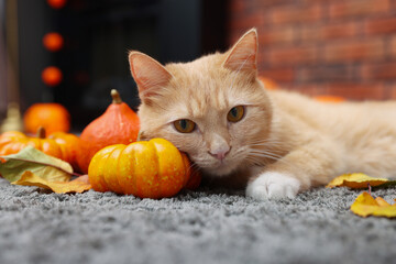 Halloween celebration. Cute cat, pumpkins and autumn leaves on rug indoors