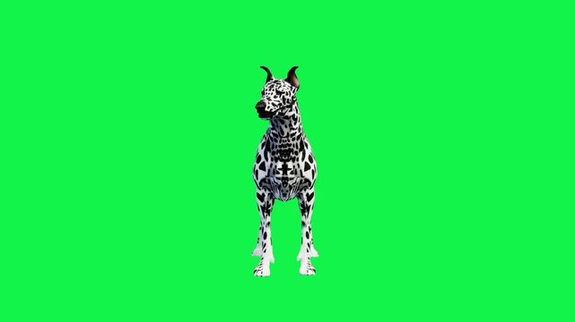 3D Realistic Dalmatian Dog Alert Standing slow motion animation Loop with front View on Green Screen, 4K black-and-white spots dog idle stand and facing slightly to the side render on Chroma Key.
