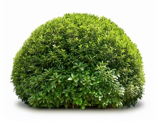dense rounded shrub with vibrant green foliage against a plain white background