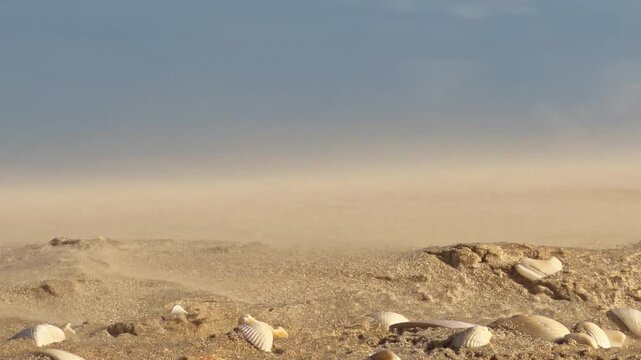 Wind Blowing Sand Particles over Beach Shells in Strong Winds