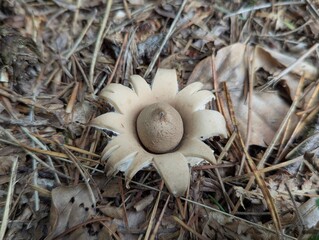Erdstern auf Waldboden