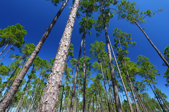 Pine flatwoods of central Florida on a sunny day