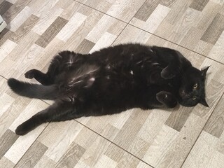 Funny Black Cat Lying on Back on Tiled Floor at Home