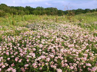 Shabbona Lake Prairie