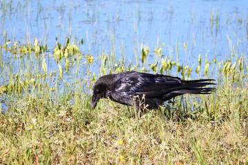Raven (Corvus corax) in Yellowstone