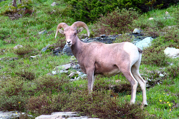 Bighorn sheep (Ovis canadensis) at Logan Pass of Glacier National Park