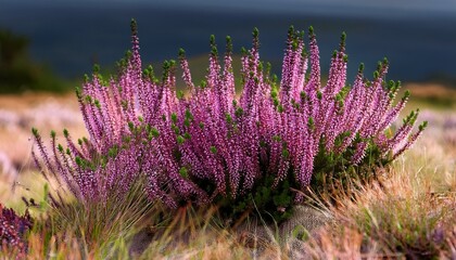 Obraz premium Heather Calluna Vulgaris