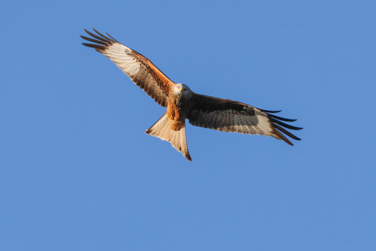 Red Kite - 241C3287