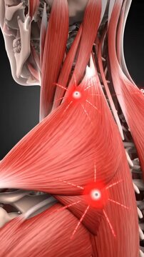 3D model of human muscles and anatomy is displayed from a side view to show key features and muscle groups in detail