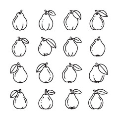 Quince Fruits black line art