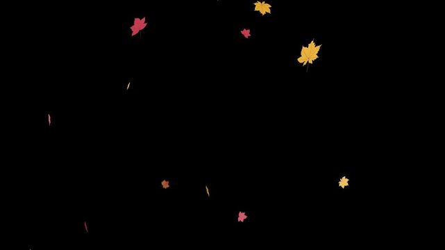 Falling Autumn Leaves Orange Yellow Red Black Background 4K