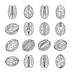 Walnut Fruits black line art