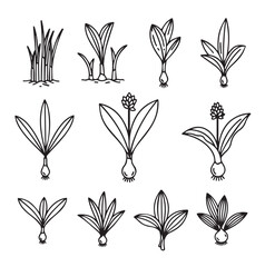 Wild Leek Vegetable black line art
