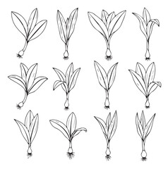 Wild Leek Vegetable black line art