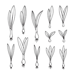 Wild Leek Vegetable black line art