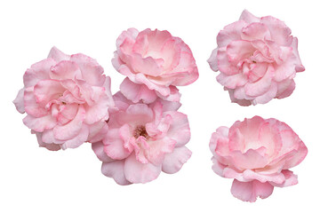 Romantic small roses on plain backdrop, Arrangement of tiny blush roses suitable for wedding decor, Collection of petite pink roses arranged separately for creative floral projects and invitations