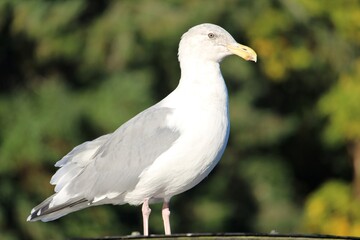 Obraz premium Closeup of Seagull lakeside I