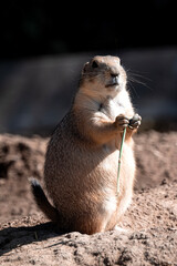 Prairie Dog Standing Holding a Stick