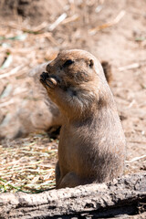 Prairie Dog Standing