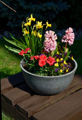 Wiosenne kwiaty w doniczkach © dariog1973