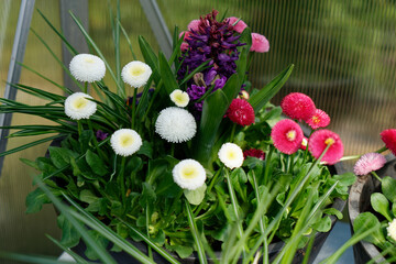 Wiosenne kwiaty w doniczkach © dariog1973