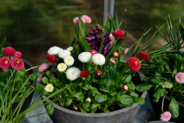 Wiosenne kwiaty w doniczkach © dariog1973