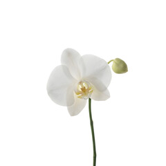 Exquisite white orchid flower representing high elegance and luxury. A sophisticated floral element for premium branding and peaceful decorations.