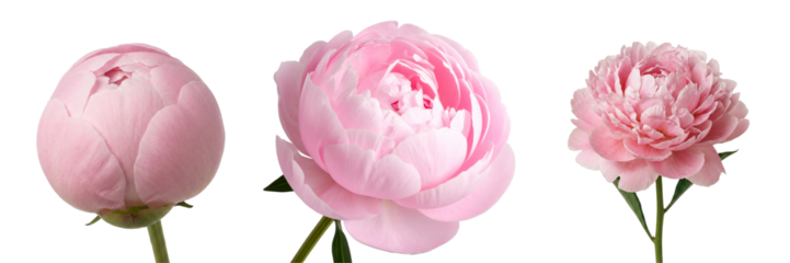 Set of pink peonies in various stages from closed bud to open flower. A versatile collection for botanical and romantic art projects.