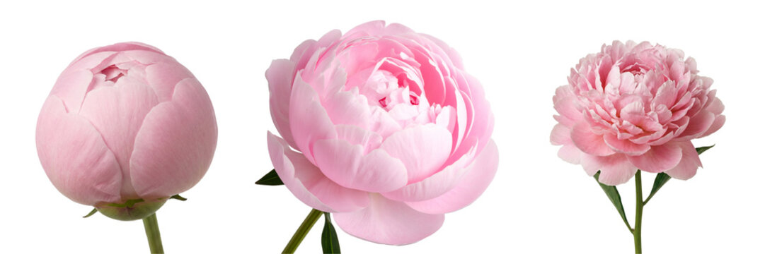Set of pink peonies in various stages from closed bud to open flower. A versatile collection for botanical and romantic art projects.