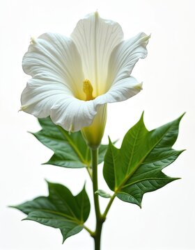 White datura flower with green leaves isolated on white background. This trumpet shaped bloom is part of a thorny apple plant. It has sacred medicinal properties.