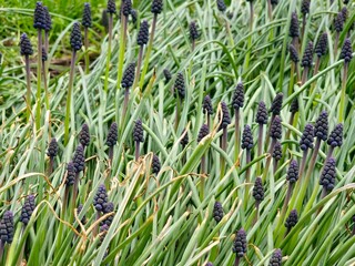 Muscari armeniacum, ornamental spring flowers, bloom in early spring. Grape hyacinth Armeniacum, flowering blue plants in the spring garden.