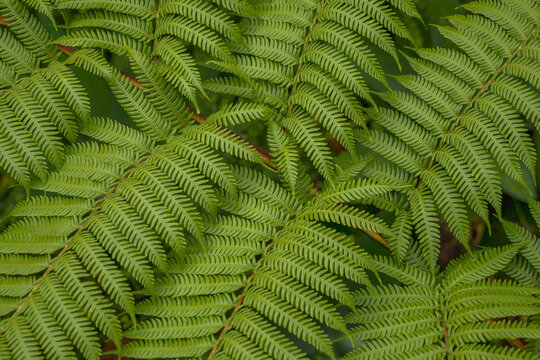 Close up of New Zealand silver fern green leaves, fronds. Alsophila dealbata, ponga, silver tree-fern. Background
