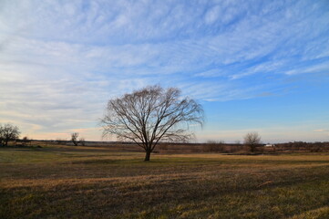Fototapeta premium Clouds and Blue Sky Over a Weeping Willow Tree in a Field