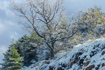 Bare deciduous tree with yellow leaves and snow-covered evergreens in foggy winter landscape