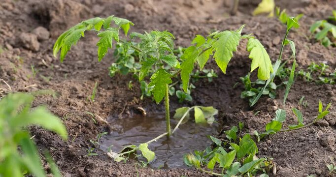 green tomatoes growing in an agricultural field, dry weather with dry soil, the need for care and watering of green tomatoes