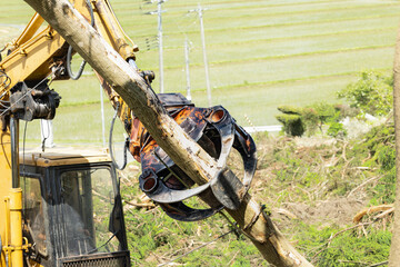 林業機械グリップルアタッチメントによる伐採作業