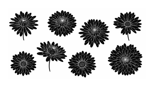 Collection of Black and White Floral Illustrations of Aster Flowers on White Background