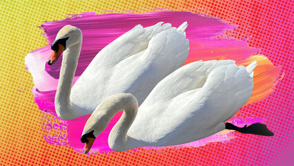 swans swimming in a collage