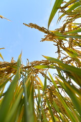 Mature rice in the field of highway and channel