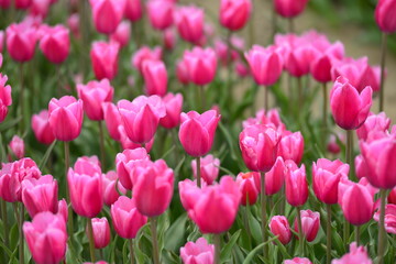 Fototapeta premium Spring blooming tulip field. Flowers tulips, Spring floral background.