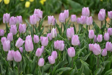 Obraz premium Spring blooming tulip field. Flowers tulips, Spring floral background.