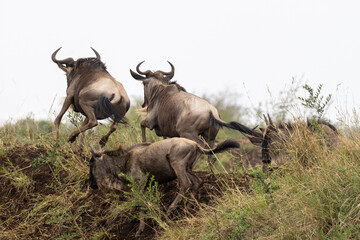 Wildebeest herd running during great migration from Tanzania to Kenya in east Africa