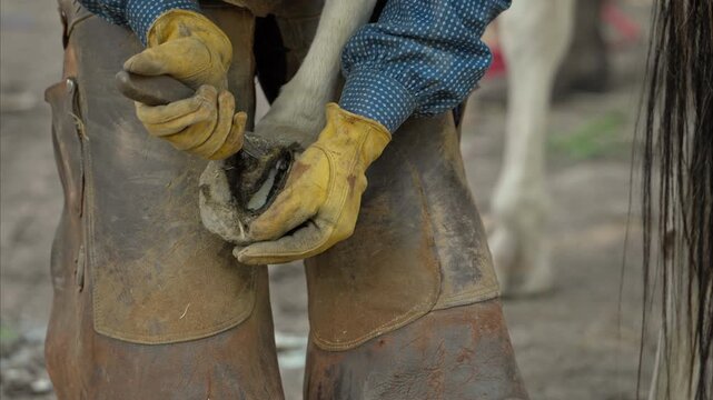 A cowboy wearing leather chaps and gloves trims a horse&rsquo;s hoof in an outdoor stable. The close-up shot highlights traditional cowboy gear, hard work, and rustic ranch life