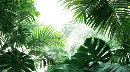 Fototapeta premium Lush Tropical Foliage Canopy with Palm and Monstera Leaves Against Bright Sky, Ideal for Backgrounds