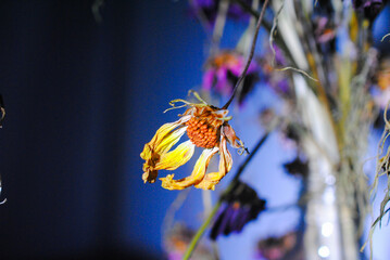 ドライフラワー　諸行無常　花　衰退　コスモス