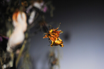 ドライフラワー　諸行無常　花　衰退　コスモス