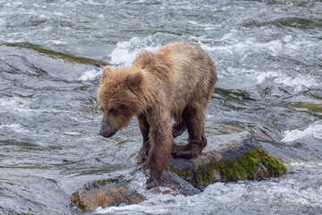 Baby alaskan kodiak brown bear cub [ursus arctos] at Brooks Falls in Katmai National Park Alaska United States © htrnr