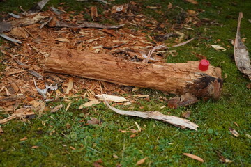 Broken tree log with scattered wood chips on green grass; a small red cap rests on the log. Outdoor scene showing fallen timber and debris.