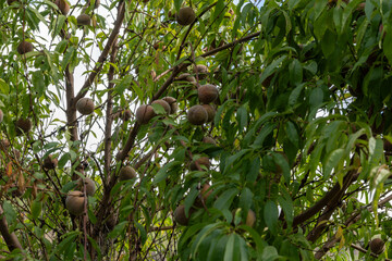 Red german wine peaches, harvest time in Calmont region on Moselle river valley, peaches trees...